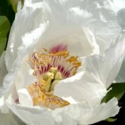 Silkepæon 'White Wings' Paeonia Lactiflora 'White Wings' 3,0 Liter Potte -Montoz Butik p27047 47919 paeonia lactiflora white wings 1393
