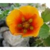 Staudepotentil Potentilla Atro. Var. Argyrophylla 1 Liter Potte 2 Staudepotentil Potentilla Atro. Var. Argyrophylla 1 Liter Potte -Montoz Butik p27429 38549 potentilla atro var argyrophylla 7197