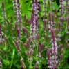 Staudesalvie 'Amethyst' Salvia Nemorosa 'Amethyst' 1 Liter Potte -Montoz Butik p27666 37871 salvia nemorosa amethyst 0ae9