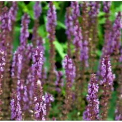 Staudesalvie 'Amethyst' Salvia Nemorosa 'Amethyst' 1 Liter Potte -Montoz Butik p27666 37872 salvia nemorosa amethyst 3c56
