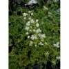 Stor Violfrøstjerne Thalictrum Splendide 'White' 1 Liter Potte -Montoz Butik p28090 36407 thalictrum splendide white 2fc6