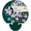 Hornviol Viola Cornuta 'Boughton Blue' Bakke Med 12 Stk. 2 Hornviol Viola Cornuta 'Boughton Blue' Bakke Med 12 Stk. -Montoz Butik p28205 45446 viola cornuta boughton blue ed29