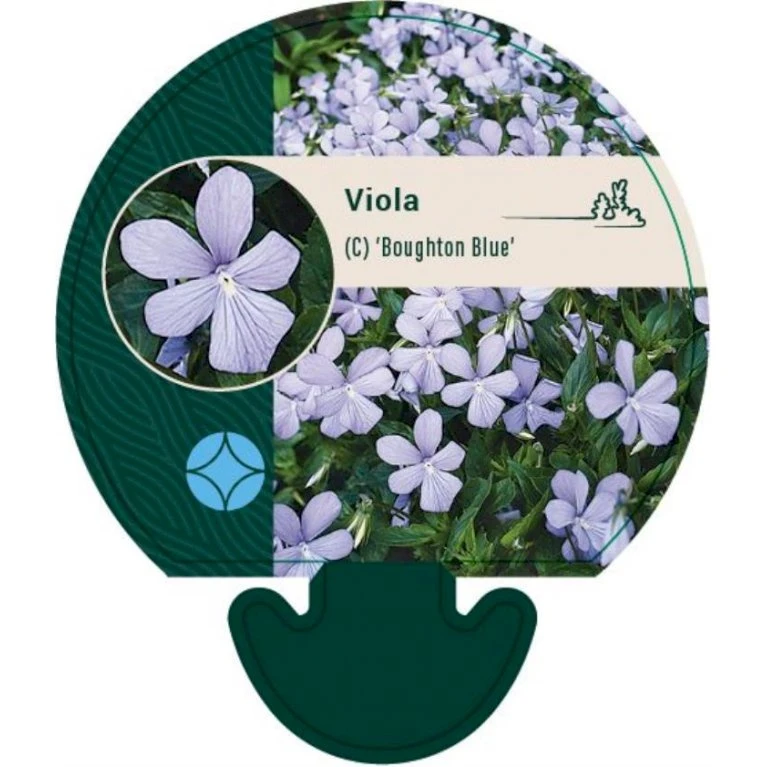 Hornviol Viola Cornuta 'Boughton Blue' Bakke Med 12 Stk. 3 Hornviol Viola Cornuta 'Boughton Blue' Bakke Med 12 Stk.