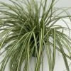 Star 'Evergold' Carex Oshimensis 'Evergold' Potte 2 Liter.