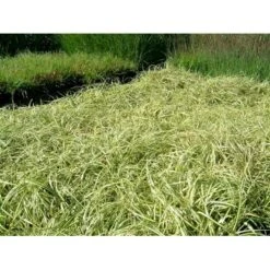 Star 'Evergold' Carex Oshimensis 'Evergold' Potte 2 Liter. -Montoz Butik p2852 36131 carex oshimensis evergold fc90