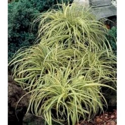 Star 'Evergold' Carex Oshimensis 'Evergold' Potte 2 Liter. -Montoz Butik p2852 36132 carex oshimensis evergold 2973