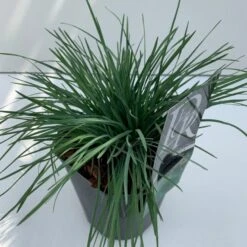 Klitkambunke Koeleria Glauca Potte 2,0 Liter,- 25-30 Cm. -Montoz Butik p2863 38122 image a43b