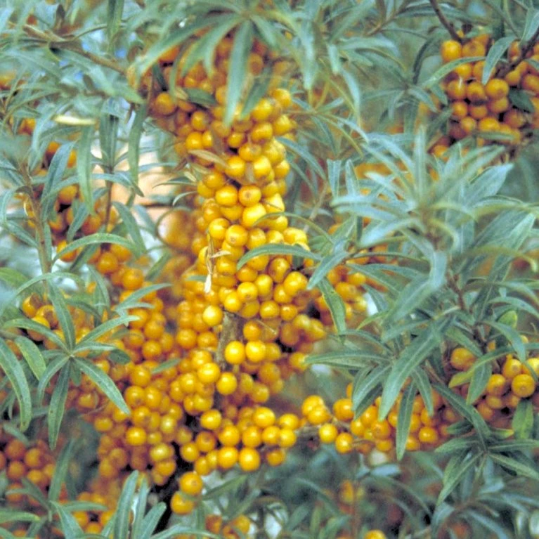 Havtorn 'Leikora' Hippophae Rhamnoides 'Leikora' (Hunplante) Potte 2,0 Liter,- Opbundet 3 Havtorn 'Leikora' Hippophae Rhamnoides 'Leikora' (Hunplante) Potte 2,0 Liter,- Opbundet
