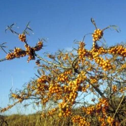Havtorn 'Leikora' Hippophae Rhamnoides 'Leikora' (Hunplante) Potte 2,0 Liter,- Opbundet 8 Havtorn 'Leikora' Hippophae Rhamnoides 'Leikora' (Hunplante) Potte 2,0 Liter,- Opbundet -Montoz Butik p28687 48708 hippophae rhamnoides leikora hunplante 695d