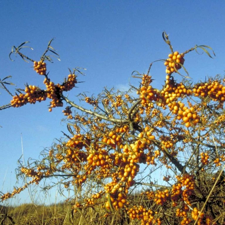 Havtorn 'Leikora' Hippophae Rhamnoides 'Leikora' (Hunplante) Potte 2,0 Liter,- Opbundet 4 Havtorn 'Leikora' Hippophae Rhamnoides 'Leikora' (Hunplante) Potte 2,0 Liter,- Opbundet - Billede 2