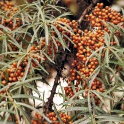 Havtorn 'Leikora' Hippophae Rhamnoides 'Leikora' (Hunplante) Potte 2,0 Liter,- Opbundet 9 Havtorn 'Leikora' Hippophae Rhamnoides 'Leikora' (Hunplante) Potte 2,0 Liter,- Opbundet -Montoz Butik p28687 48709 hippophae rhamnoides leikora hunplante 95b5