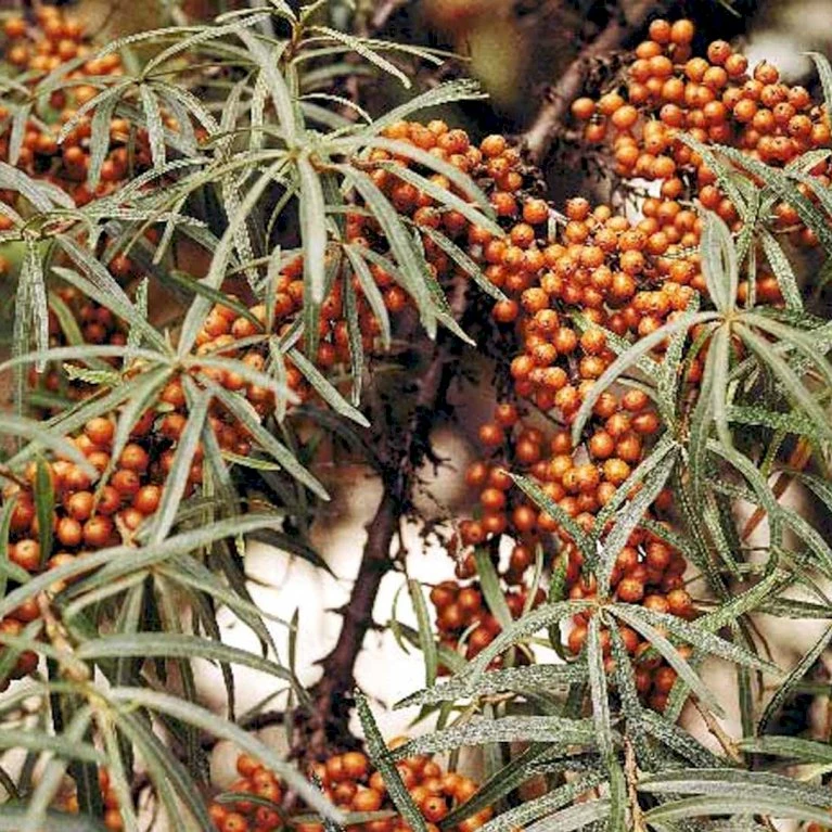 Havtorn 'Leikora' Hippophae Rhamnoides 'Leikora' (Hunplante) Potte 2,0 Liter,- Opbundet 5 Havtorn 'Leikora' Hippophae Rhamnoides 'Leikora' (Hunplante) Potte 2,0 Liter,- Opbundet - Billede 3