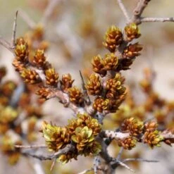 Havtorn 'Leikora' Hippophae Rhamnoides 'Leikora' (Hunplante) Potte 2,0 Liter,- Opbundet 10 Havtorn 'Leikora' Hippophae Rhamnoides 'Leikora' (Hunplante) Potte 2,0 Liter,- Opbundet -Montoz Butik p28687 48710 hippophae rhamnoides leikora hunplante e438