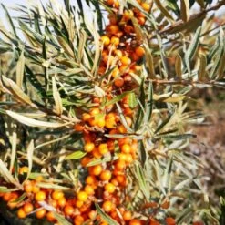 Havtorn 'Leikora' Hippophae Rhamnoides 'Leikora' (Hunplante) Potte 2,0 Liter,- Opbundet 11 Havtorn 'Leikora' Hippophae Rhamnoides 'Leikora' (Hunplante) Potte 2,0 Liter,- Opbundet -Montoz Butik p28687 50597 hippophae rhamnoides leikora hunplante e732