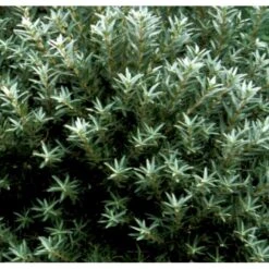 Havtorn (ej Kønssorterede) Hippophae Rhamnoides (ej Kønssorterede) Potte 7,5 Liter 80-100 Cm. -Montoz Butik p28690 41270 hippophae rhamnoides ej koensselekteret 3e10