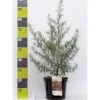 Havtorn (ej Kønssorterede) Hippophae Rhamnoides (ej Kønssorterede) Potte 7,5 Liter 80-100 Cm. -Montoz Butik p28690 41840 hippophae rhamnoides ej koenssorterede 3586
