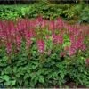 Astilbe 'Pumila' Astilbe Chinensis 'Pumila' 1 Liter Potte -Montoz Butik p2889 2241 astilbe chinensis pumila cf60