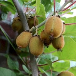 Kiwi 'Solo' Actinidia Chinensis 'Solo' (Selvbestøvende) Potte 2,0 Liter,- Opbundet 60-100 Cm -Montoz Butik p2955 50529 actinidia chinensis solo selvbestoevende e045