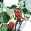 Taybær 'Medana' Rubus X Tayberry 'Medana' Potte 2,0 Liter,- Opbundet -Montoz Butik p2957 48885 rubus x tayberry medana e7fb