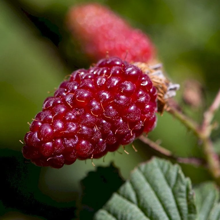 Taybær 'Medana' Rubus X Tayberry 'Medana' Potte 2,0 Liter,- Opbundet 4 Taybær 'Medana' Rubus X Tayberry 'Medana' Potte 2,0 Liter,- Opbundet - Billede 2