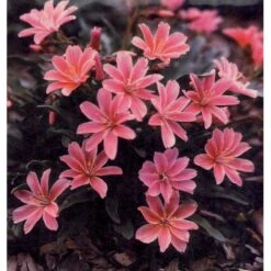 Lewisia 'Little Plum' Lewisia Longipetala 'Little Plum' 10 Cm. Potte