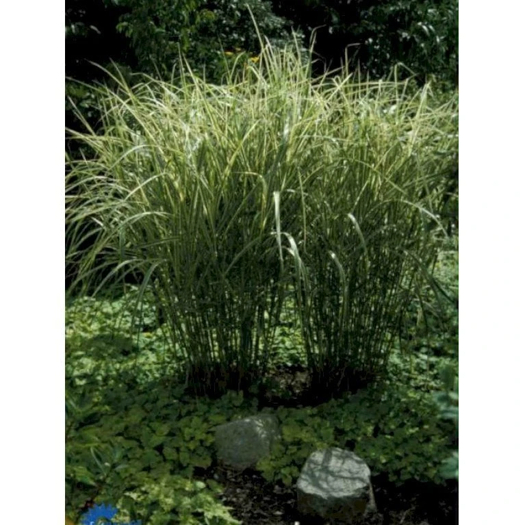 Stribet Elefantgræs 'Variegatus' Miscanthus Sinensis 'Variegatus' 3,0 Liter Potte 3 Stribet Elefantgræs 'Variegatus' Miscanthus Sinensis 'Variegatus' 3,0 Liter Potte