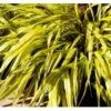 Japansk Skovgræs 'Aureola' Hakonechloa Macra 'Aureola' 1 Liter Potte -Montoz Butik p3099 41073 hakonechloa macra aureola c79a