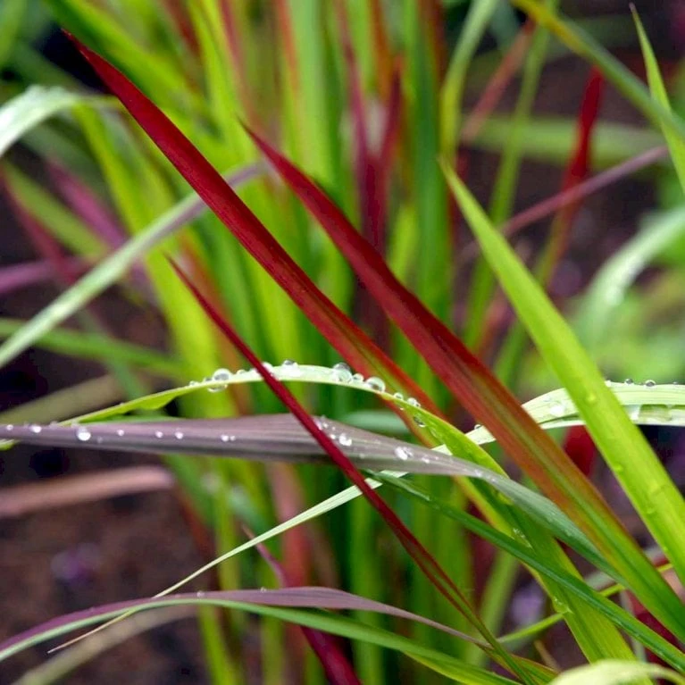 Japansk Blodgræs 'Red Baron' Imperata Cylindrica 'Red Baron' 1 Liter Potte 5 Japansk Blodgræs 'Red Baron' Imperata Cylindrica 'Red Baron' 1 Liter Potte - Billede 3