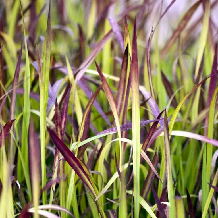 Japansk Blodgræs 'Red Baron' Imperata Cylindrica 'Red Baron' 1 Liter Potte 8 Japansk Blodgræs 'Red Baron' Imperata Cylindrica 'Red Baron' 1 Liter Potte - Billede 6