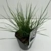 Lampepudsergræs 'Little Bunny' Pennisetum Alopecuroides 'Little Bunny' Potte 2 Liter. -Montoz Butik p3102 34173 pennisetum alopecuroides little bunny b2d6