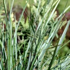 Mørk Blåaks Sesleria Heufleriana 10 Cm. Potte -Montoz Butik p3103 50921 sesleria heufleriana a7da