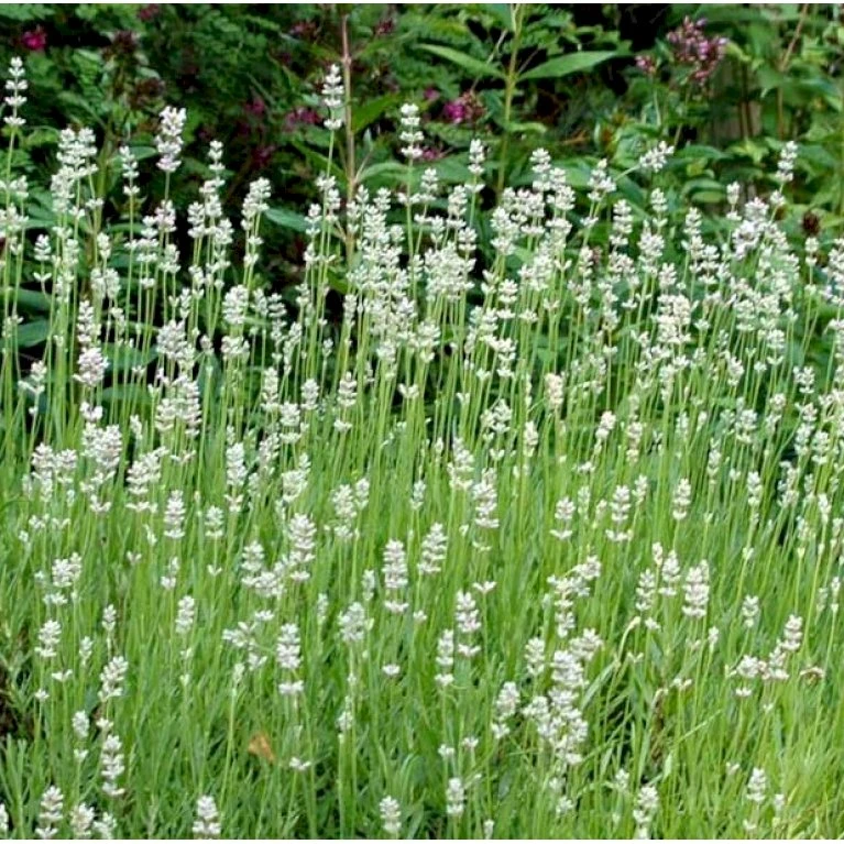 Lavendel 'Edelweiss' Lavandula Angustifolia 'Edelweiss' 10 Cm. Potte 3 Lavendel 'Edelweiss' Lavandula Angustifolia 'Edelweiss' 10 Cm. Potte
