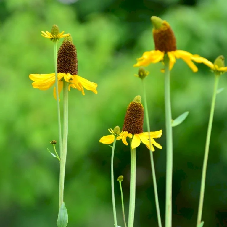 Stor Solhat Rudbeckia Maxima 1 Liter Potte 5 Stor Solhat Rudbeckia Maxima 1 Liter Potte - Billede 3