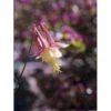 Akeleje 'Little Lanterns' Aquilegia Canadensis 'Little Lanterns' 1 Liter Potte 2 Akeleje 'Little Lanterns' Aquilegia Canadensis 'Little Lanterns' 1 Liter Potte -Montoz Butik p3124 2394 aquilegia canadensis little lanterns ad43