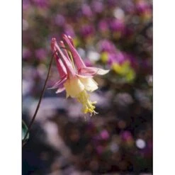 Akeleje 'Little Lanterns' Aquilegia Canadensis 'Little Lanterns' 1 Liter Potte
