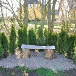 Hækthuja 'Smaragd' Thuja Occidentalis 'Smaragd' Med Klump,- 150-175 Cm.