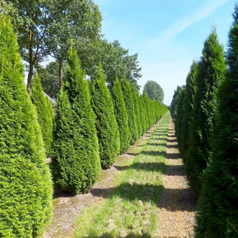 Hækthuja 'Smaragd' Thuja Occidentalis 'Smaragd' Med Klump, - 80-100 Cm 4 Hækthuja 'Smaragd' Thuja Occidentalis 'Smaragd' Med Klump, - 80-100 Cm - Billede 2