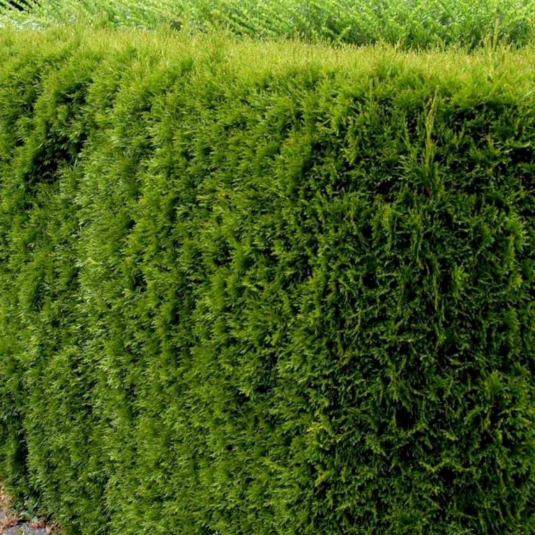 Hækthuja 'Smaragd' Thuja Occidentalis 'Smaragd' Med Klump, - 80-100 Cm 5 Hækthuja 'Smaragd' Thuja Occidentalis 'Smaragd' Med Klump, - 80-100 Cm - Billede 3