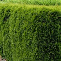 Hækthuja 'Smaragd' Thuja Occidentalis 'Smaragd' Potte 5,0 Liter,- 80-100 Cm. -Montoz Butik p3129 52858 thuja occidentalis smaragd 9b78 2
