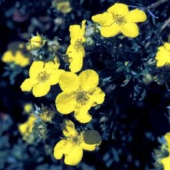 Gul Buskpotentil 'Goldfinger' Potentilla Fruticosa 'Goldfinger' Plug + 2 års, 30-50 Cm. -Montoz Butik p3130 54085 potentilla fruticosa goldfinger 2cdf