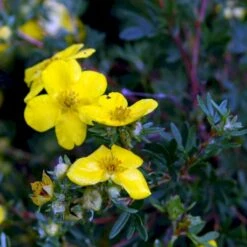 Gul Buskpotentil 'Goldfinger' Potentilla Fruticosa 'Goldfinger' Plug + 2 års, 30-50 Cm. -Montoz Butik p3130 54086 potentilla fruticosa goldfinger a387