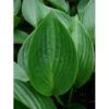 Funkia 'Devon Green' Hosta Hybrid 'Devon Green' 1 Liter Potte -Montoz Butik p3132 36163 hosta hybrid devon green 2213