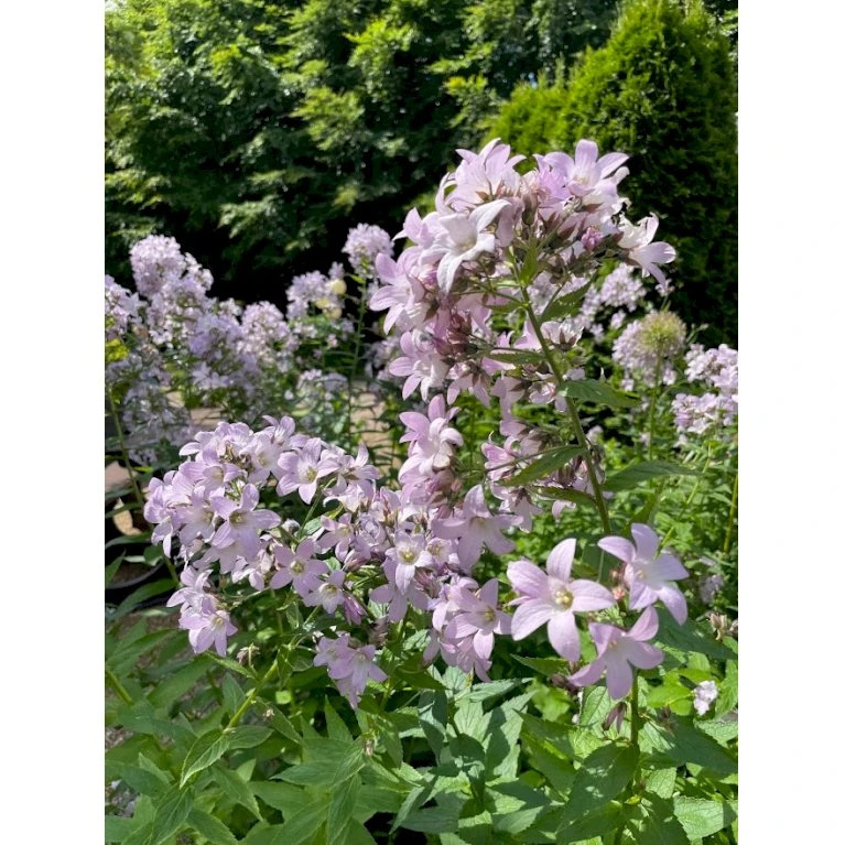 Mælkeklokke 'Loddon Anna' Campanula Lactiflora 'Loddon Anna' 1 Liter Potte 3 Mælkeklokke 'Loddon Anna' Campanula Lactiflora 'Loddon Anna' 1 Liter Potte