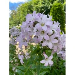Mælkeklokke 'Loddon Anna' Campanula Lactiflora 'Loddon Anna' 1 Liter Potte 11 Mælkeklokke 'Loddon Anna' Campanula Lactiflora 'Loddon Anna' 1 Liter Potte -Montoz Butik p3144 41068 campanula lactiflora loddon anna bf9b