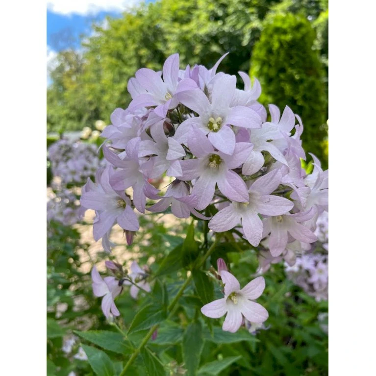 Mælkeklokke 'Loddon Anna' Campanula Lactiflora 'Loddon Anna' 1 Liter Potte 5 Mælkeklokke 'Loddon Anna' Campanula Lactiflora 'Loddon Anna' 1 Liter Potte - Billede 3