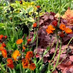 Pomeranshøgeurt Hieracium Aurantiacum 1 Liter Potte -Montoz Butik p3149 39702 hieracium aurantiacum 9546