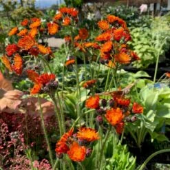 Pomeranshøgeurt Hieracium Aurantiacum 1 Liter Potte -Montoz Butik p3149 48908 hieracium aurantiacum c151