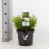 Dværg Hønsebenstræ 'Nana' Thujopsis Dolobrata 'Nana' Potte 3,0 Liter,- 20-25 Cm. -Montoz Butik p3150 33486 thujopsis dolobrata nana 69a8