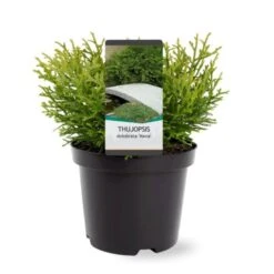 Dværg Hønsebenstræ 'Nana' Thujopsis Dolobrata 'Nana' Potte 3,0 Liter,- 20-25 Cm. -Montoz Butik p3150 38854 image b73f