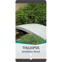 Dværg Hønsebenstræ 'Nana' Thujopsis Dolobrata 'Nana' Potte 3,0 Liter,- 20-25 Cm. -Montoz Butik p3150 38855 image e777